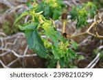 Small photo of Leaves of the toxic thorn apple (Datura stramonium).