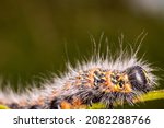 Small photo of A mothy hairy caterpillar butterfly ith long, white hairs, crawling over the flower