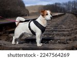 Small photo of A jack russell terrier on rails performs the task of demining railway tracks. Sapper dog
