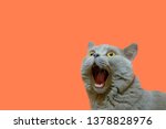 A lilac British cat looking up. The cat opened his mouth with a mad look. The concept of an animal that is surprised or amazed. The figure of a cat on an isolated background of coral color.
