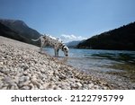 Dalmatian Dog Lake Water Nature