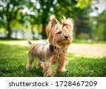 Yorkshire Terrier On A...