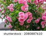 Pink Climbing Roses In The...