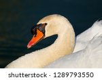 Mute Swan  Cygnus Olor   In The ...