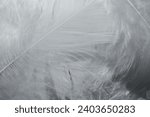 Small photo of Feather background. White fluffy feather. Beautiful soft and light white fluffy feathers. Swan Feather. Softness and grace, purity and tenderness. Lightweight symbol