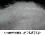 Small photo of White fluffy feather. Beautiful soft and light white fluffy feathers. Feather background. Softness and grace, purity and tenderness. Swan Feather. Lightweight symbol