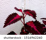 Small photo of Coleus blumei (aka Solenostemon scutellarioides) Coleus plant, also known as Painted Nettle, Distinctive leaf shapes, intricate patterns, and rich colors rival some of the showiest foliage plants.