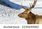 Small photo of The head of a male maral or wapiti or deer with antlers or horns close-up. Copy space or place for text.