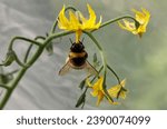 Bumble-bee pollinates tomato flowers in a greenhouse