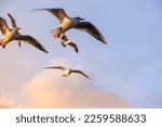 Seagulls flying in the sky at sunset. Bird shot at the golden hour. seabirds, seagulls. Close-up high resolution seagull shot.