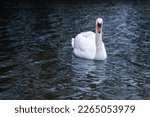 A white swan swimming alone in a lake. White Swans. High resolution swan photo.