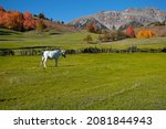 White Horse On Green Grass In...