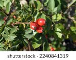  Rose Hips In Fall Time