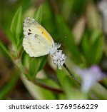Dainty Sulphur Butterfly ...