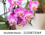 Indoor pink flower orchid in a...