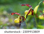 Small photo of Slipper Orchid - Cypripedium calceolus beautiful yellow flower on a green background with nice bokeh. Wild foto.