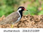 Small photo of The red-wattled lapwing is an Asian lapwing or large plover, a wader in the family Charadriidae. Like other lapwings they are ground birds that are incapable of perching.