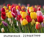 Colorful tulip field with...