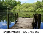 Sunbathing Alligator On Dock