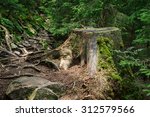 Tree Stump After Deforestation...
