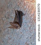 Small photo of Bat Townsend's Big-eared Bat (Corynorhinus townsendii)