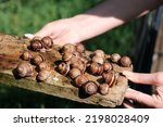 Small photo of Breeding snails to obtain mucin. Cosmetic product made from snail mucin. Rejuvenation. Snail therapy. Ecological snail farm