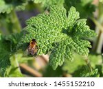 Small photo of Gwynne's mining bee, Andrena bicolor. This wild bee is seen in spring time and early summer