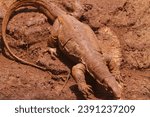 Small photo of the lizards wallow in the muddy ground