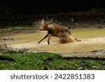 Small photo of a sambardeer running around in the wallow
