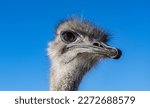 African Ostrich Close Up Face....