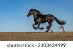 Small photo of Friesian Horse is a breed of domestic horse that originates from the Netherlands. The breed is known for a brisk, high-stepping trot.