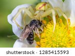 Crab Spider Eating Bee