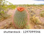 Barrel Cactus With Pink...