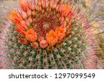 Barrel Cactus With A Circular...