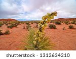 Spanish Dagger  Yucca Yucca Is...