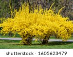 Large bush of yellow flowers of Forsythia plant also known as Easter tree,  in a garden in a sunny spring day, floral background