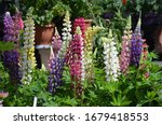 Yellwo, pink, red, blue and white flowers of Lupinus, commonly known as lupin or lupine, in full bloom in a sunny spring garden, beautiful outdoor floral background photographed with soft focus
