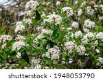 Shrub With Many Delicate White...