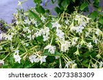 Small photo of Many delicate white flowers of Nicotiana alata plant, commonly known as jasmine tobacco, sweet tobacco, winged tobacco, tanbaku or Persian tobacco, in a garden in a sunny summer day