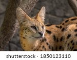 A Portrait Of  Serval Cat