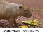 Capybara  Hydrochoerus...