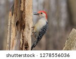Red Belly Woodpecker The...