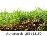 Small photo of Grass Zoysia matrella is a kind of grass in the family Gramineae represent the variety of grass family in plant kingdom.