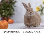 Rufus Rabbit The With Pumpkins...