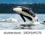 A Bigg's Orca Whale Jumping Out ...