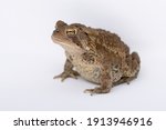 Small photo of American Toad with brown dry warty skin and piercing yellow reptilian eyes on white background
