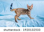 A Young Bengal Kitten Stands On ...