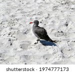 Small photo of A closeup shot of a Herrmann's Seagull on the sandy beach