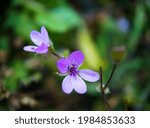 Small photo of A closeup shot of beautiful flowers of purple Alfilaria on a blurred background