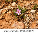 Small photo of A single alfilaria flower growing in a dry land